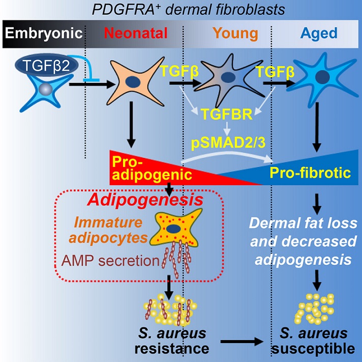 PDGRFA dermal fibroblasts