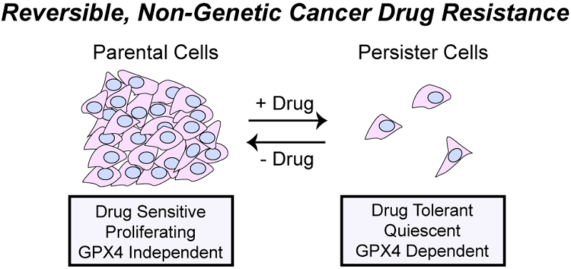 Persister Overview: Reversible, Non-Genetic Cancer Drug Resistance