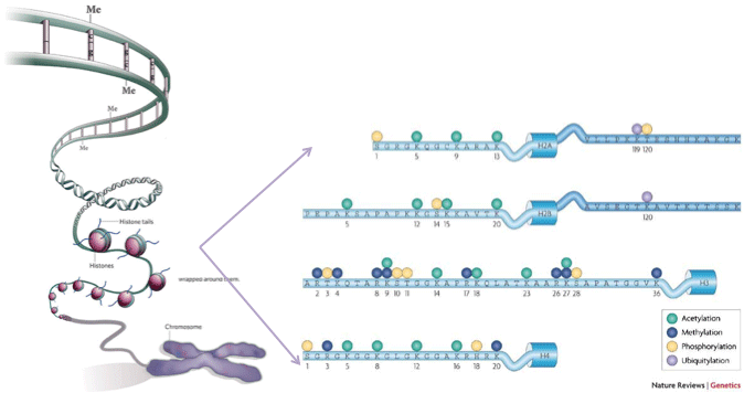 Graphic of epigenetics from Nature Reviews, Genetics