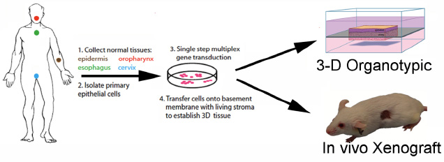 Multi-Functional Genetics in Human Tissue (MFG)