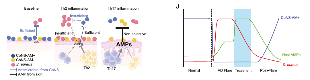 Skin-antimicrobial-peptides-and-commensal-bacteria.png