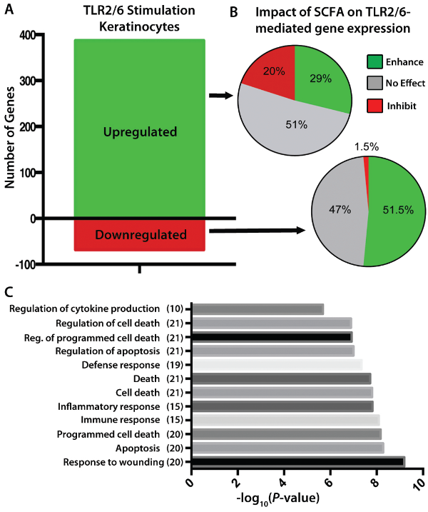 A: TLR2/6 Stimulation Keratinocytes, B: Impact of SCFA on TLR2/6 mediated gene expression, C: -log10(P-value) chart